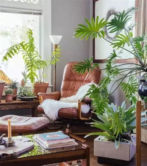 客厅内种什么植物最好