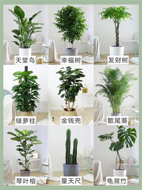 客厅种什么大型植物最好