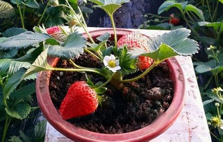 家庭室外栽培草莓怎么过冬