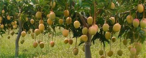 家庭种植芒果的方法
