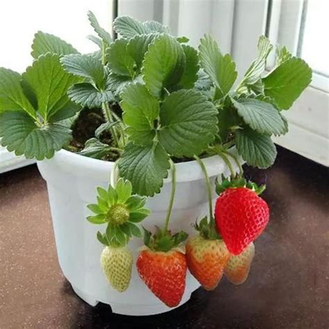 家庭种植草莓冬天怎么过冬