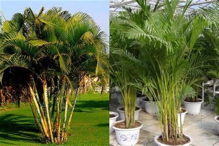 富贵椰子和散尾葵的区别