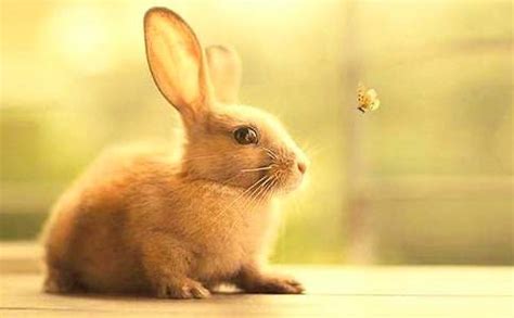 小兔子的花篮的读后感