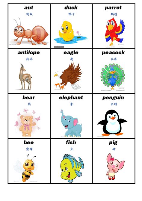 小动物的英语单词阅读