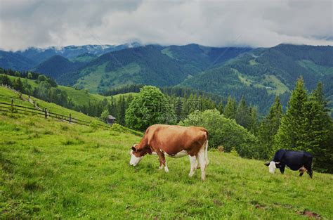 小牛在山上吃草怎样扩写句子