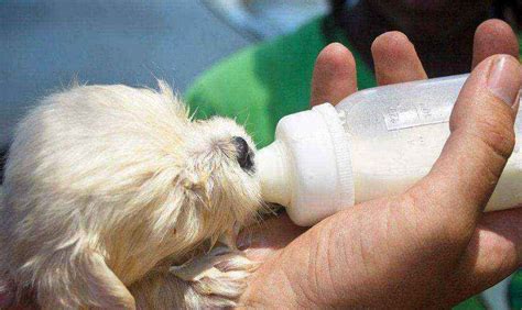 小狗喝了牛奶怎么补救