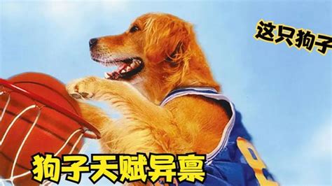 小狗打篮球投篮视频