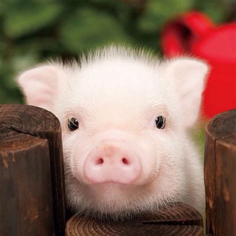 小猪的名字大全可爱