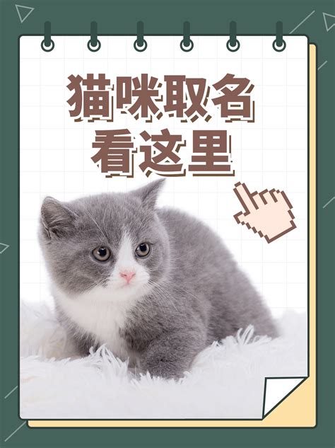 小猫取名喜庆的名字大全