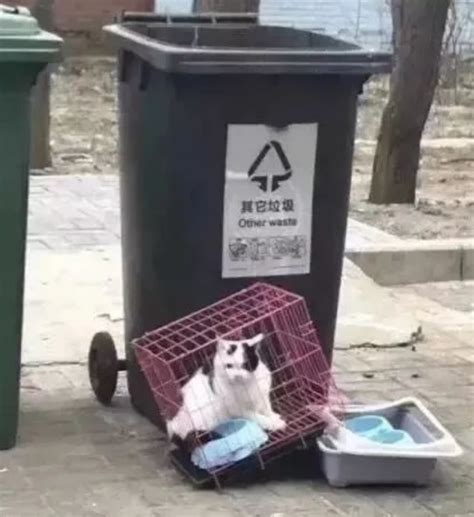 小猫在宠物店死了被扔垃圾箱