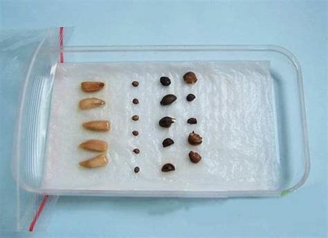 小葱种子催芽方法