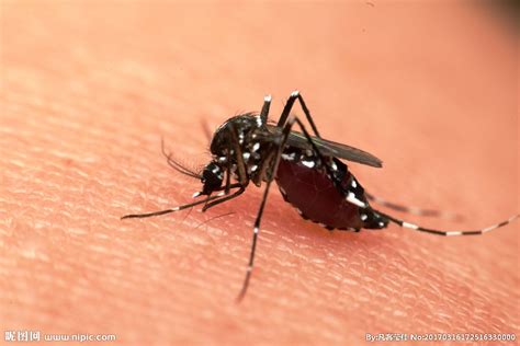 小蚊子吸血记