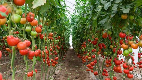 小西红柿种植方法