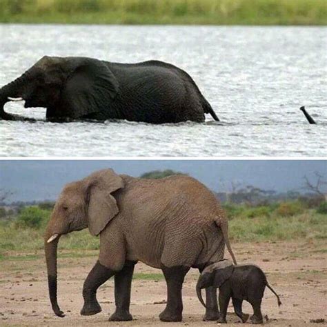 小象玩水和妈妈耍心机