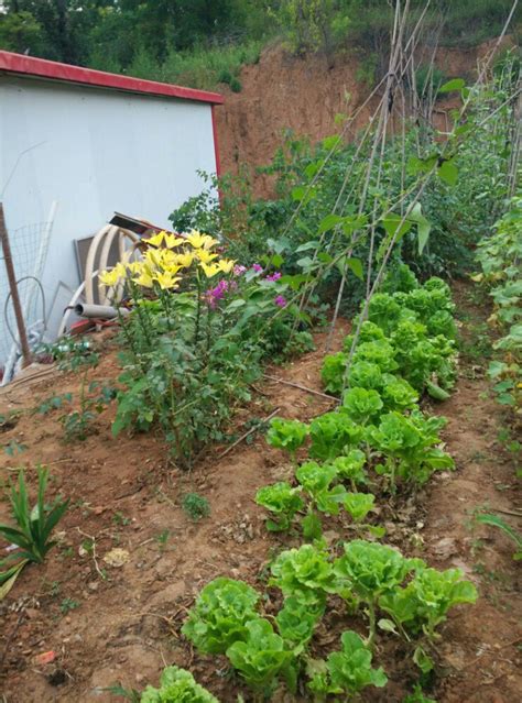 小院种植蔬菜怎样开垄