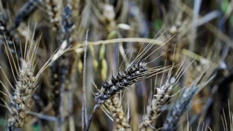 小麦发芽了农民损失严重