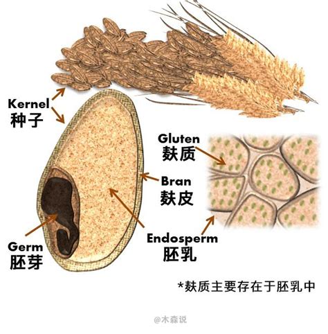 小麦含麸质比例
