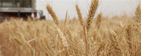 小麦种什么品种产量高