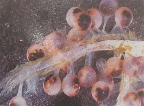 小龙虾卵孵化的过程图