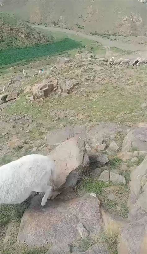 山上放羊把羊放丢了