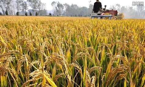 山东小麦价格最新行情多少钱一斤