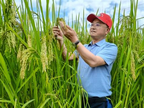 巨型水稻缺点