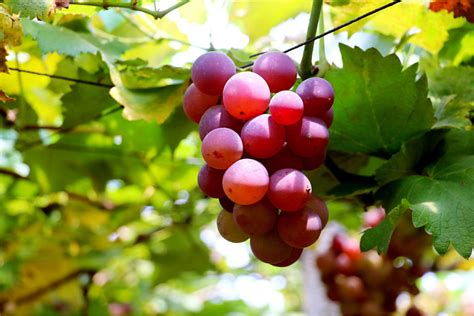 巨峰葡萄是什么季节的水果