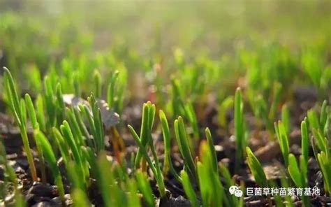 巨菌草如何种植高产