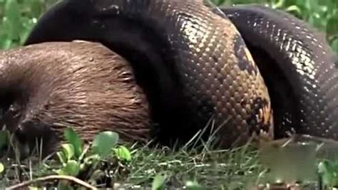 巨蟒蛇视频真实