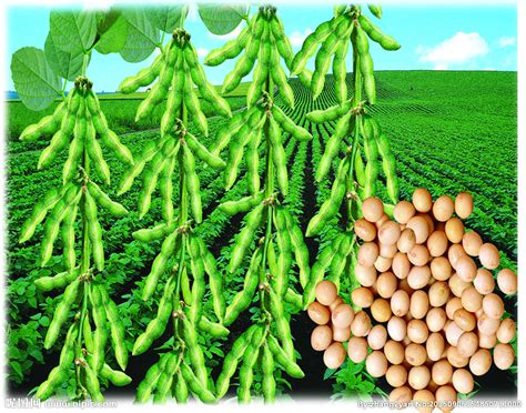 巴西大豆适合什么季节种植