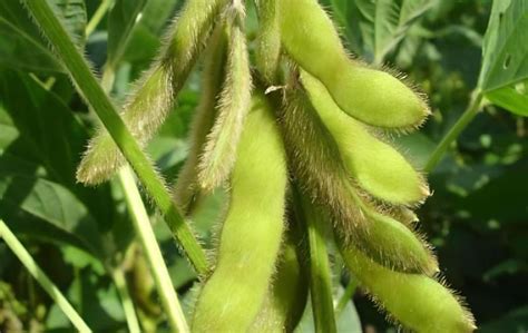 巴西种植大豆的有利条件