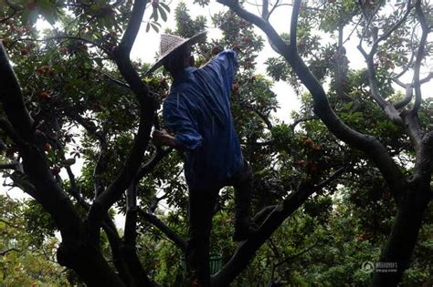 广州一老人爬树摘杨梅坠亡