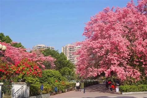 广州路边开满树的粉色花是什么花