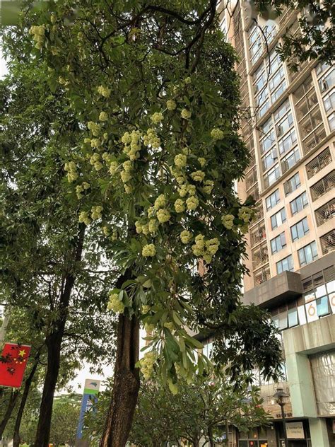 广州路边很臭的花树叫什么