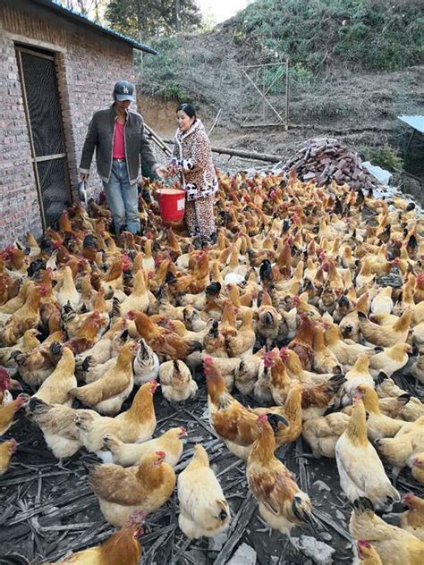 广西玉林活鸡批发多少钱一公斤