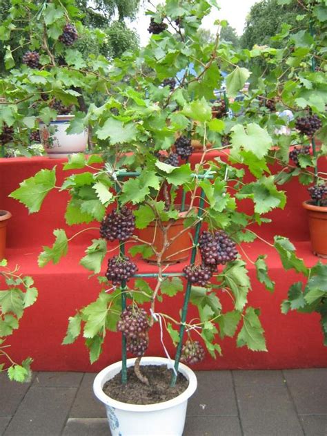 庭院葡萄种植方法