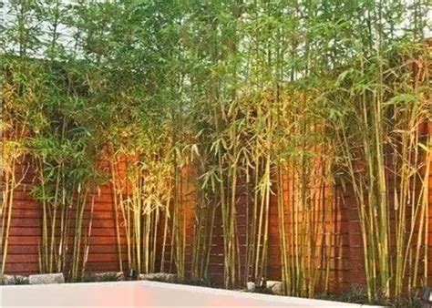 庭院里适合种植什么竹子