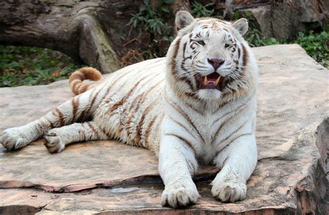 强悍白虎重生在动物园