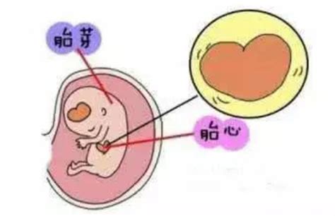怀孕多久可以看到胎心胎芽