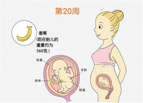 怀孕5个月胎停的前兆