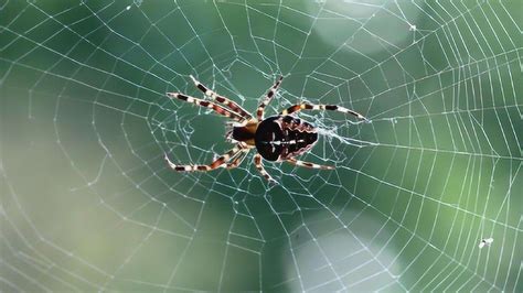 怎么养会织网的蜘蛛