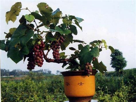 怎么培育巨型葡萄树