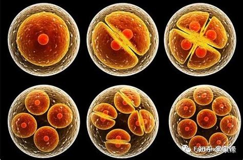 怎么看胚胎是否存活