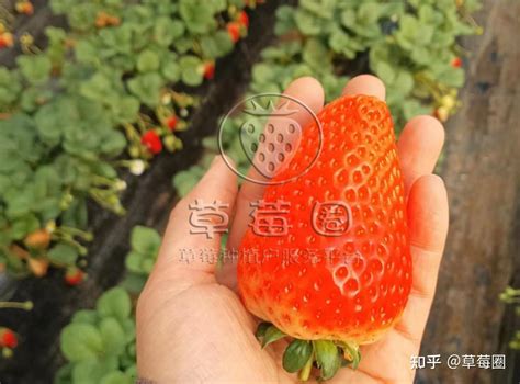 怎样种出的草莓更甜