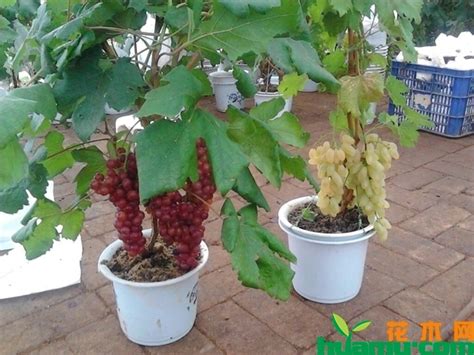 怎样种植好葡萄