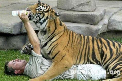 总是梦见老虎怎么回事