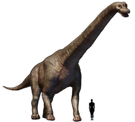 恐龙和人比高度