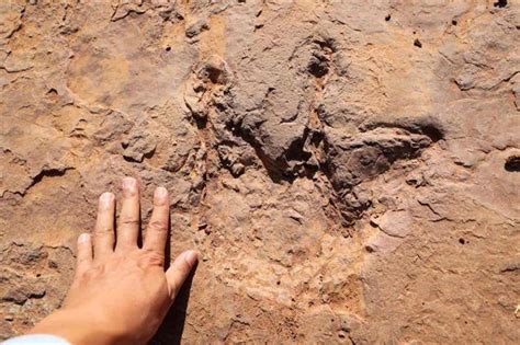 恐龙足迹化石群图片