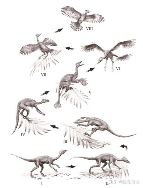 恐龙进化成鸟类过程图