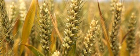 成熟小麦遇到雨水多久会发芽